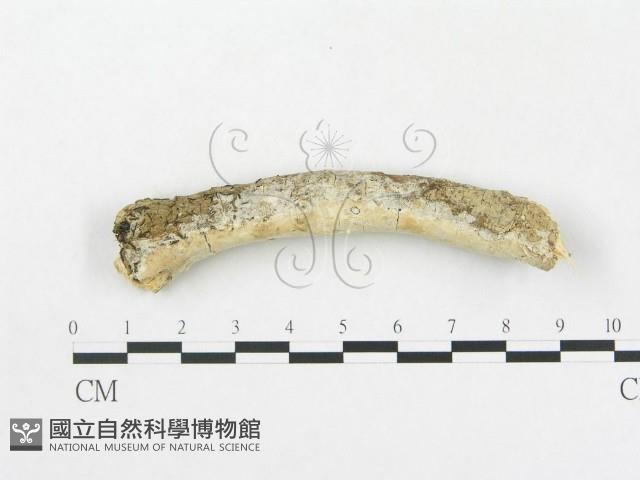 登錄號:F0000141藏品圖，第1張