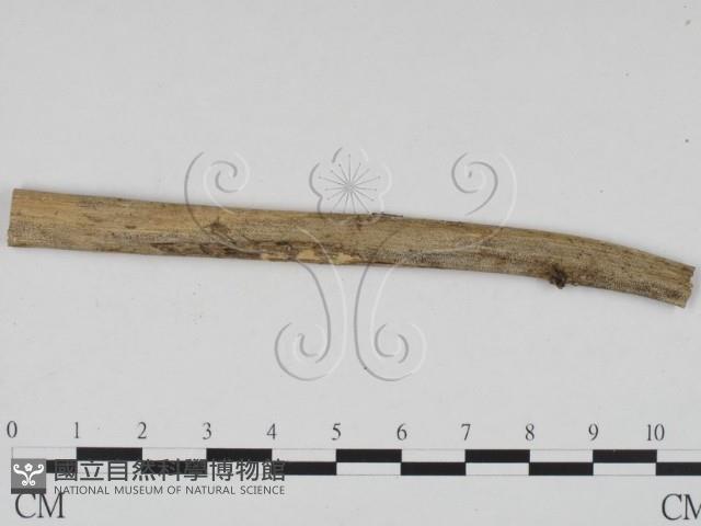 登錄號:F0010141藏品圖，第3張