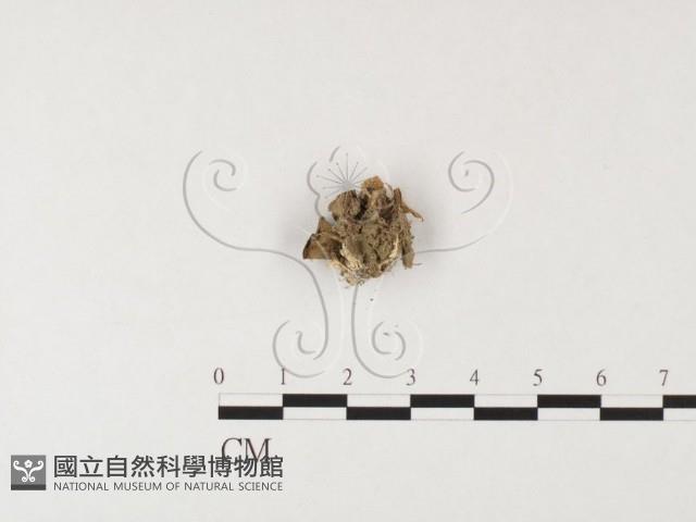 登錄號:F0026141藏品圖，第3張