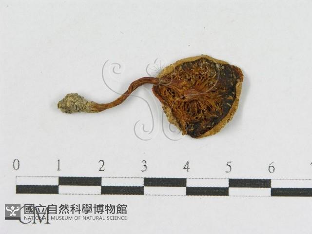 登錄號:F0011141藏品圖，第3張