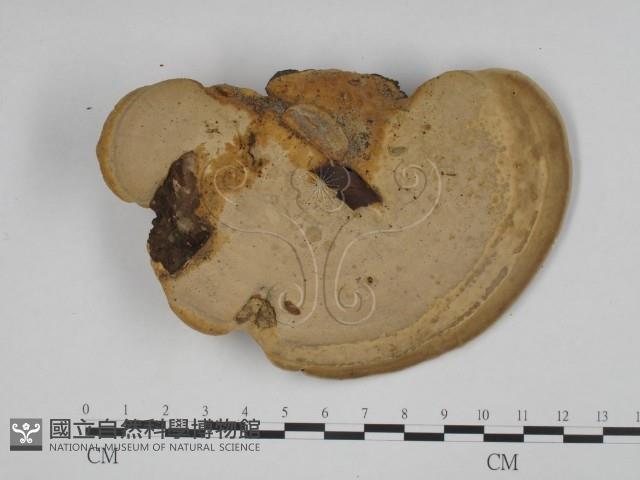 東方栓菌藏品圖，第3張