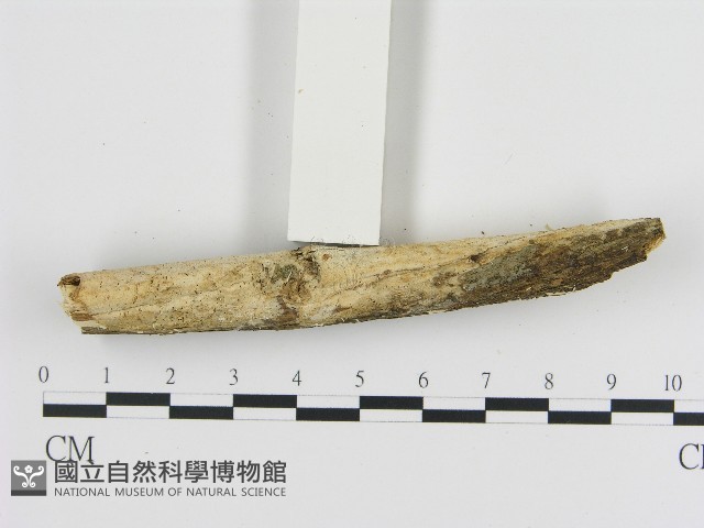 登錄號:F0004141藏品圖，第3張