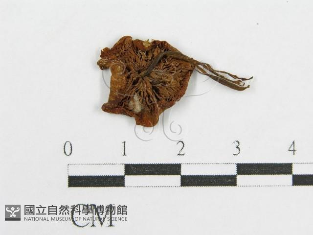 登錄號:F0019141藏品圖，第3張