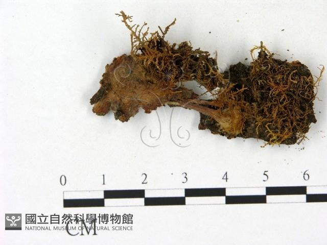 登錄號:F0023141藏品圖，第3張