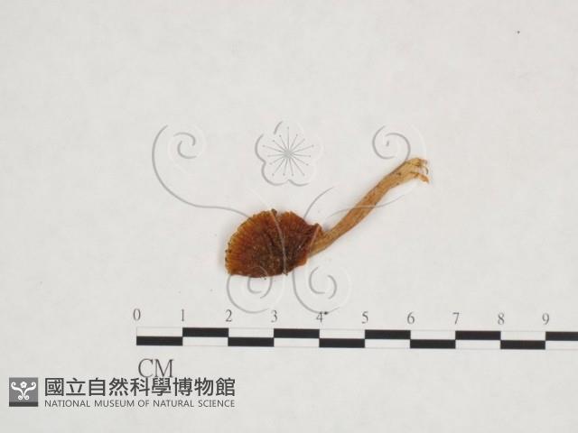 登錄號:F0013141藏品圖，第3張