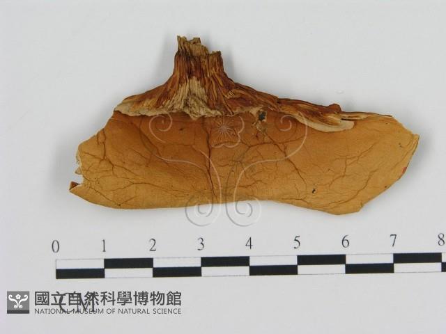 登錄號:F0008041藏品圖，第3張