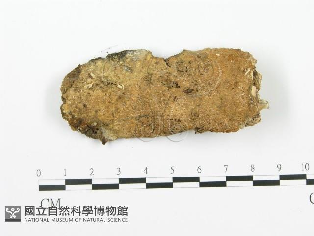 射脈菌屬藏品圖，第3張