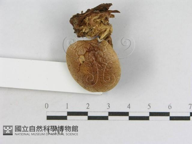 登錄號:F0016041藏品圖，第3張