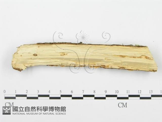 館號:F0001041藏品圖，第3張