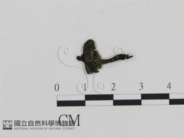 登錄號:F0011041藏品圖，第3張