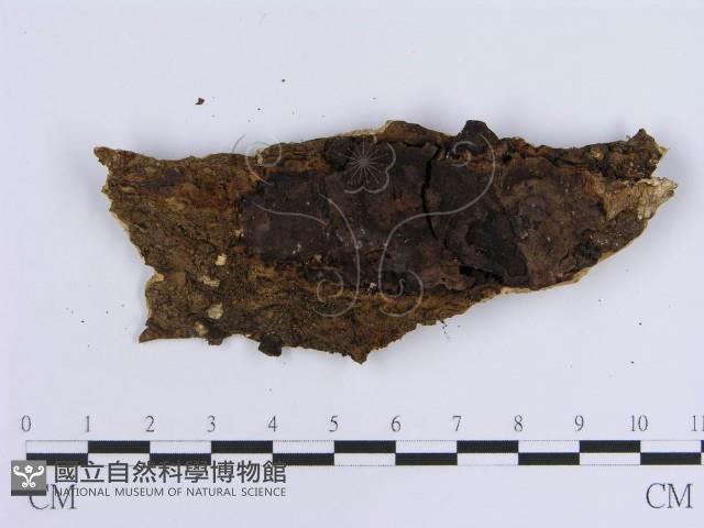 登錄號:F0014041藏品圖，第3張