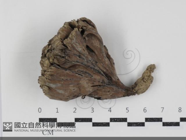 棕色革菌藏品圖，第3張