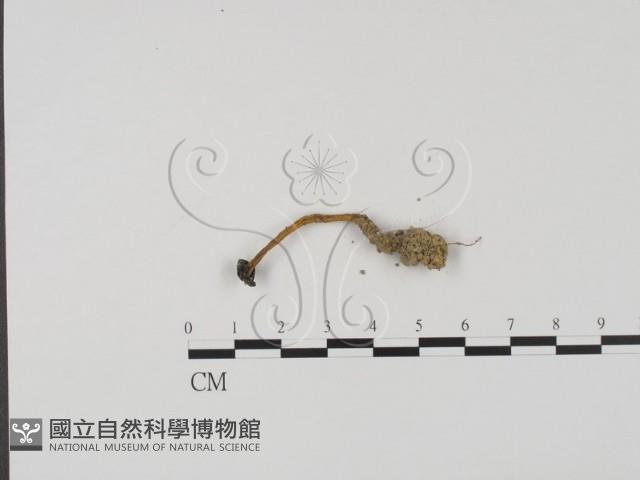 登錄號:F0022041藏品圖，第3張