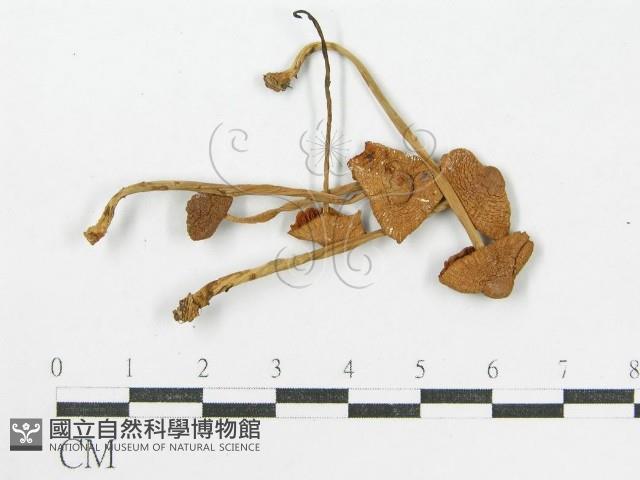 登錄號:F0002041藏品圖，第3張