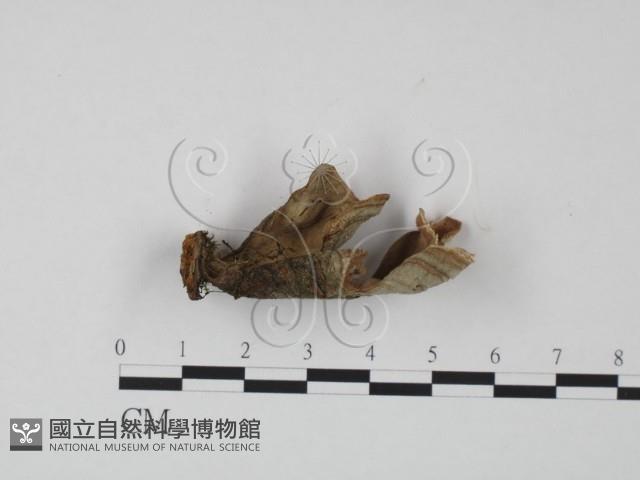 韌革菌屬藏品圖，第3張