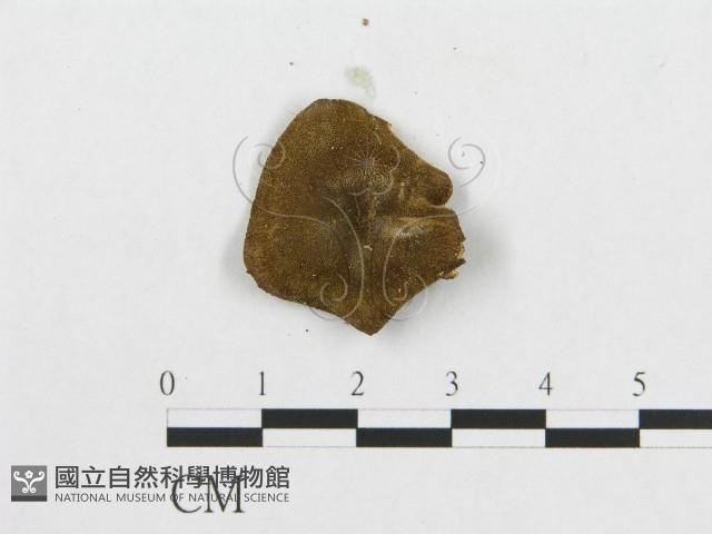 登錄號:F0007041藏品圖，第3張