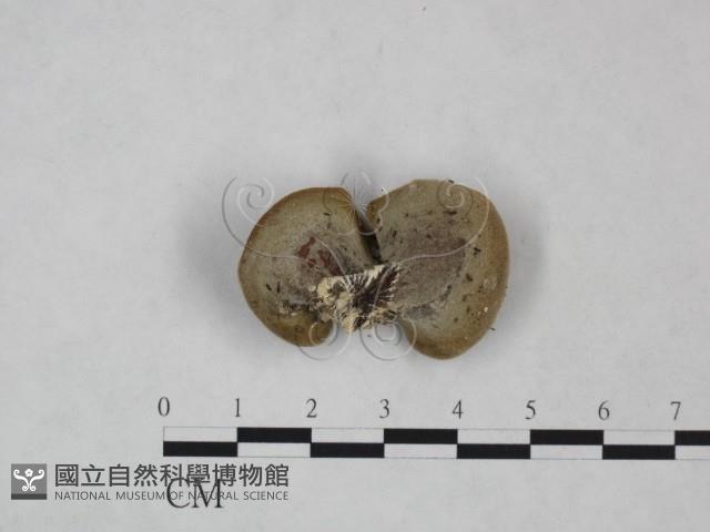 毛木耳藏品圖，第3張