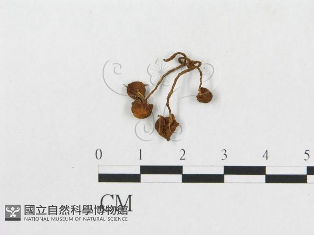 登錄號:F0019041藏品圖，第3張