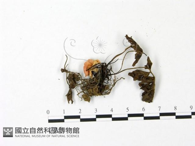 登錄號:F0023041藏品圖，第3張