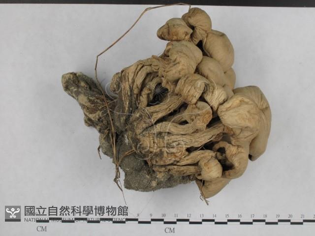 登錄號:F0003041藏品圖，第3張