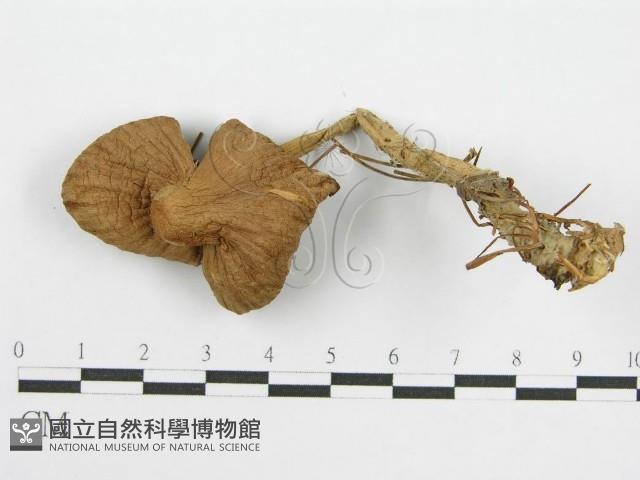 登錄號:F0013041藏品圖，第3張