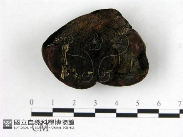 登錄號:F0020341藏品圖，第3張