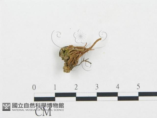 登錄號:F0000341藏品圖，第3張