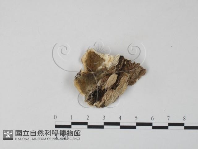 雲芝藏品圖，第3張