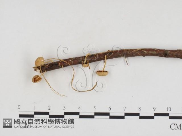 登錄號:F0024341藏品圖，第3張