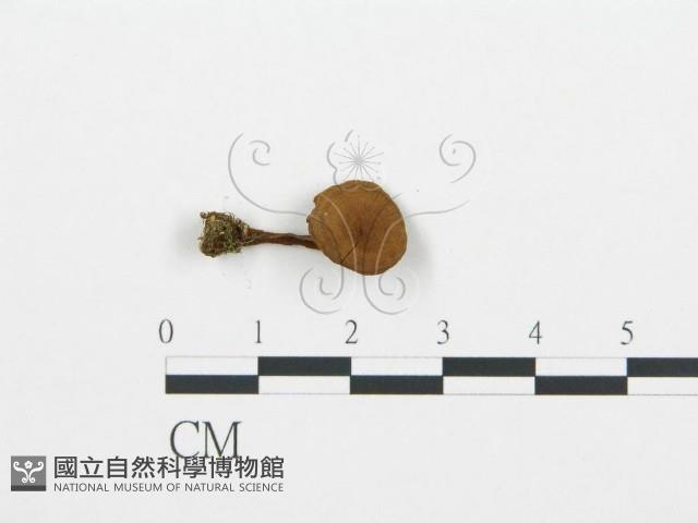 登錄號:F0004341藏品圖，第3張