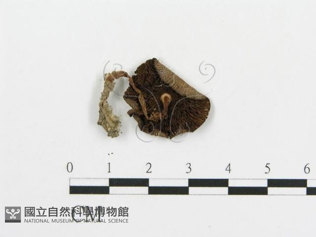 傘菌屬藏品圖，第3張