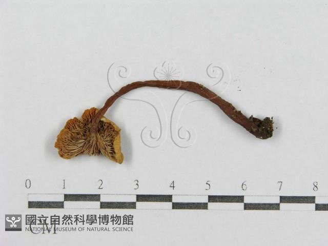 紅菇屬藏品圖，第3張