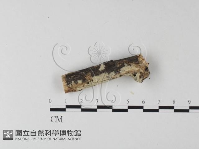 登錄號:F0025341藏品圖，第3張