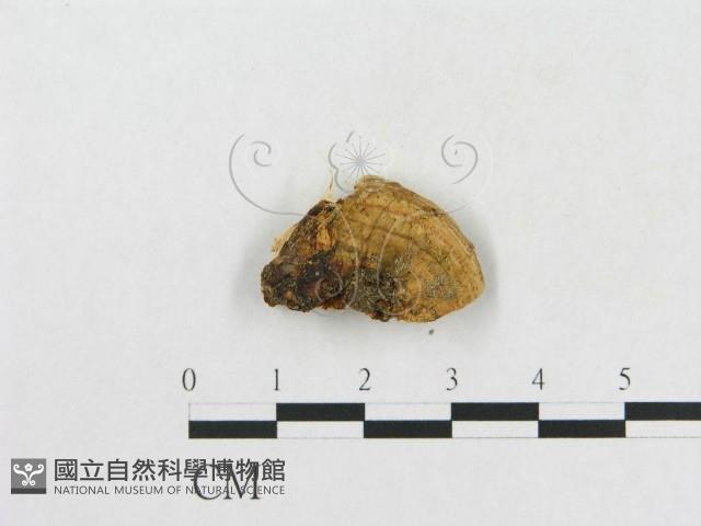 登錄號:F0005341藏品圖，第3張