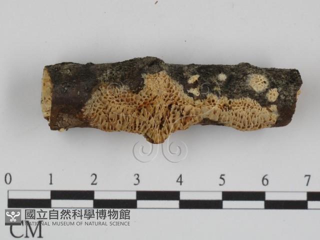登錄號:F0015341藏品圖，第3張