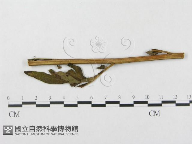登錄號:F0019341藏品圖，第1張