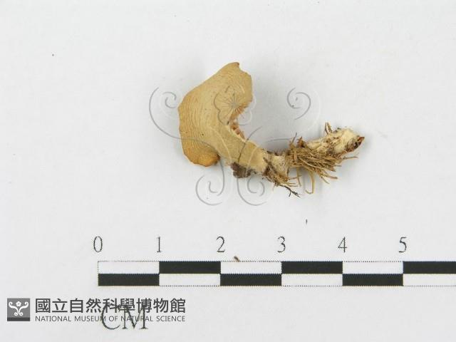 側耳屬藏品圖，第3張