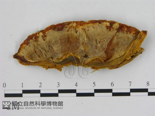 登錄號:F0008231藏品圖，第3張