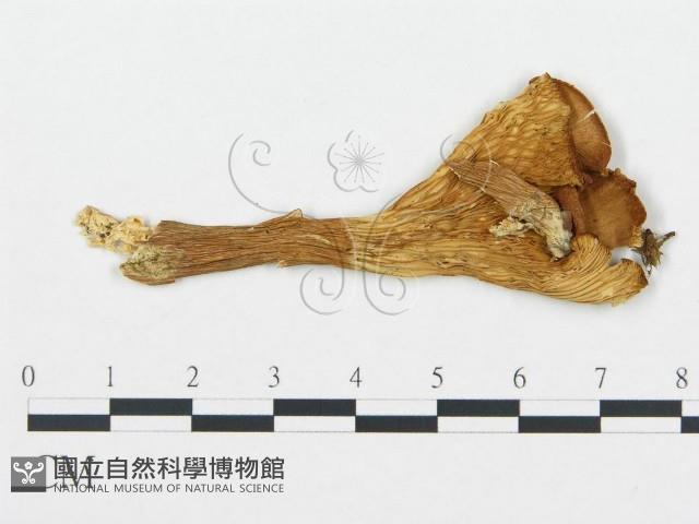 登錄號:F0020231藏品圖，第1張