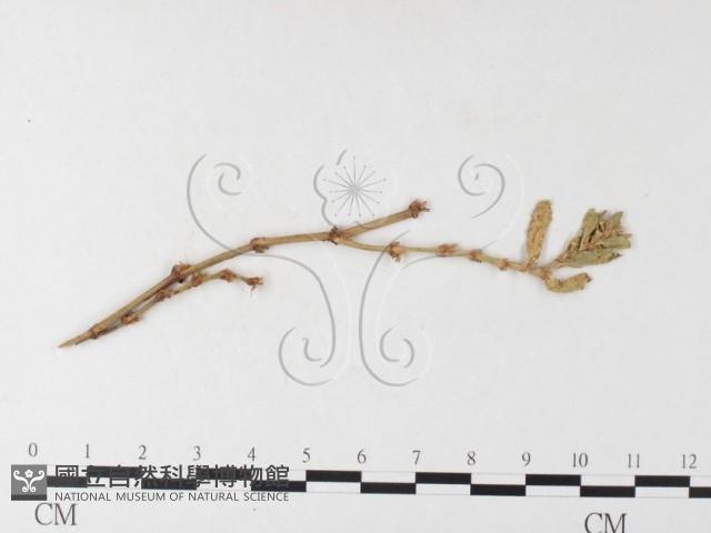 登錄號:F0026231藏品圖，第1張