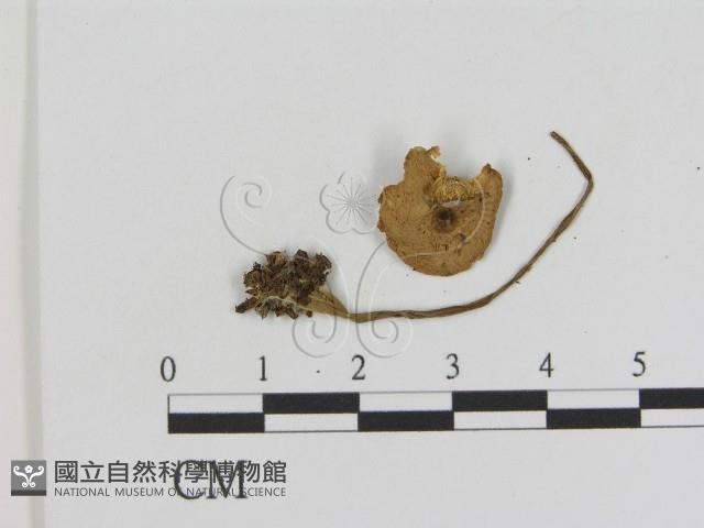 登錄號:F0016231藏品圖，第3張