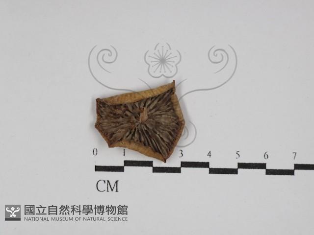 登錄號:F0011231藏品圖，第3張