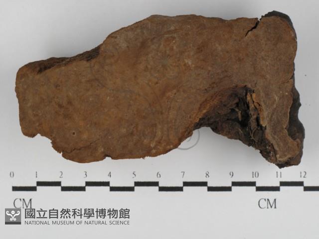 登錄號:F0031231藏品圖，第1張