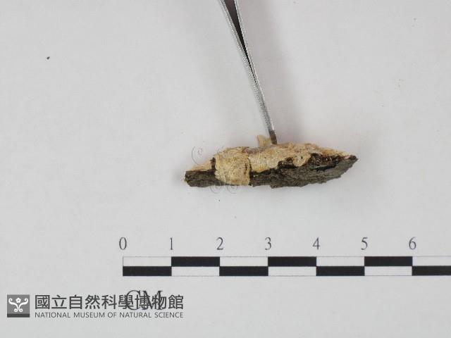 登錄號:F0004231藏品圖，第3張