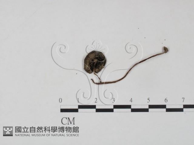 登錄號:F0014231藏品圖，第3張