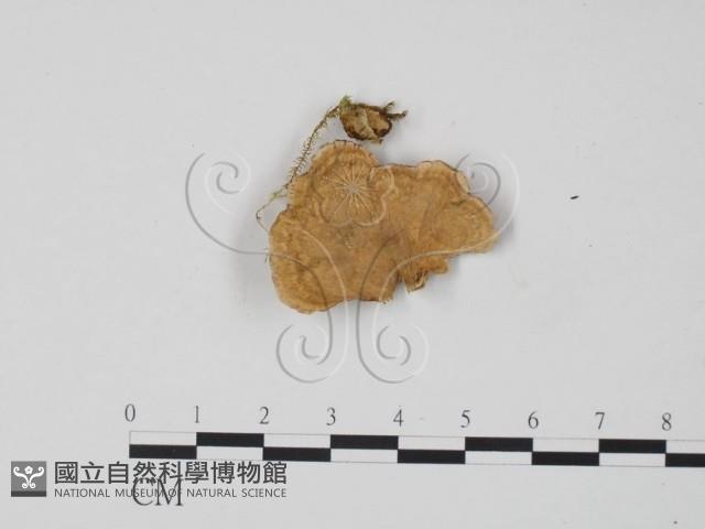 韌革菌屬藏品圖，第3張