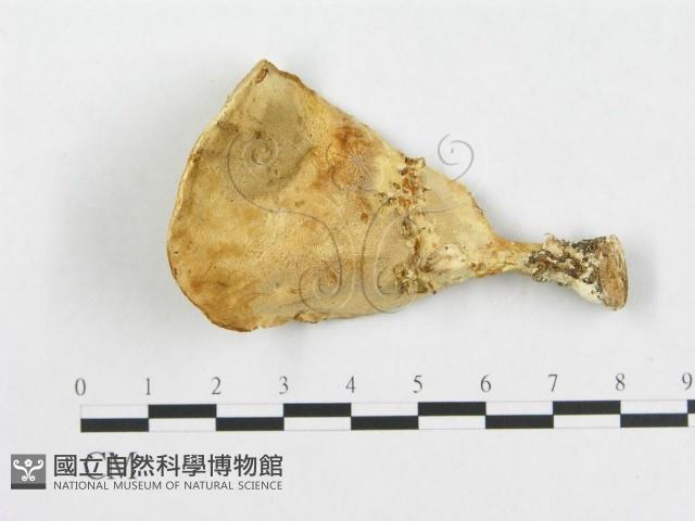 登錄號:F0007231藏品圖，第3張