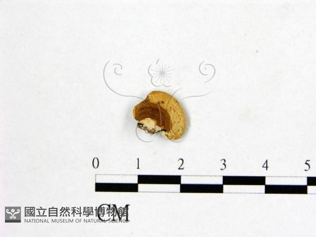 登錄號:F0017231藏品圖，第3張