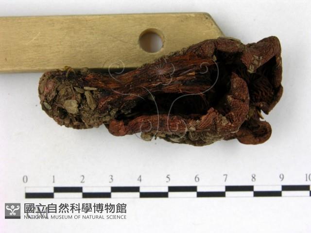 登錄號:F0003231藏品圖，第3張