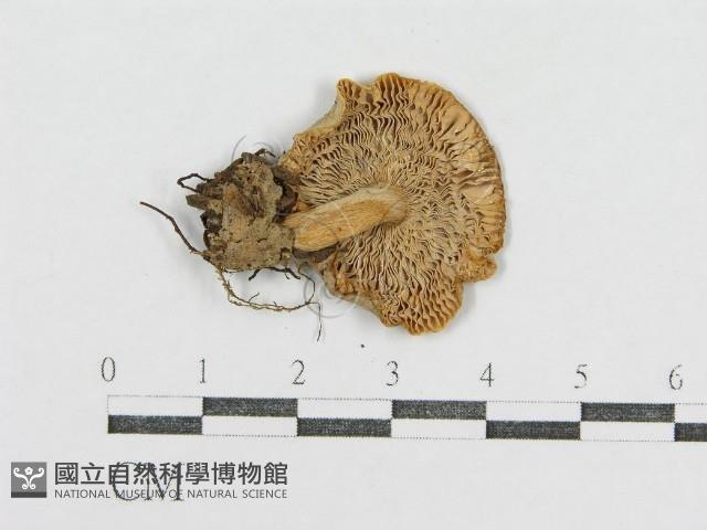 登錄號:F0013231藏品圖，第3張